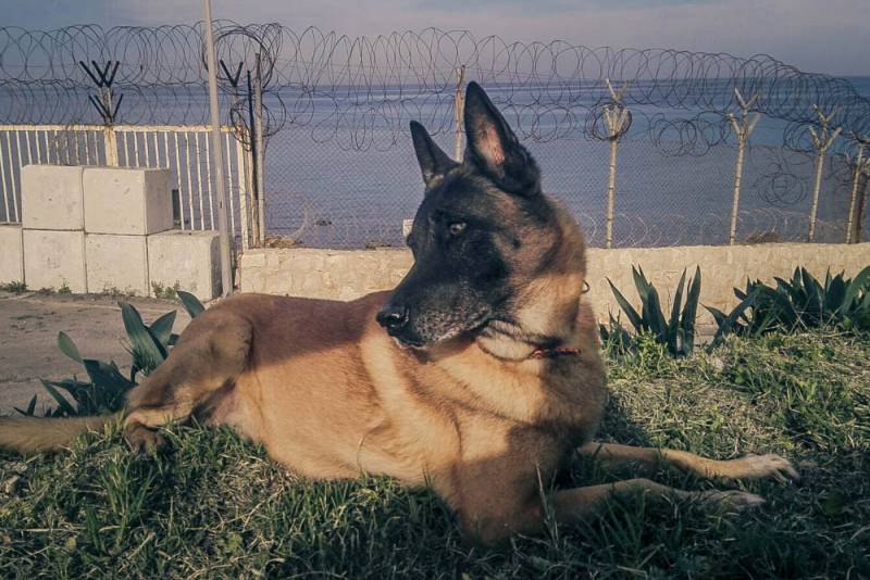 Jimmy Gamain, il cane eroe morto in Libano