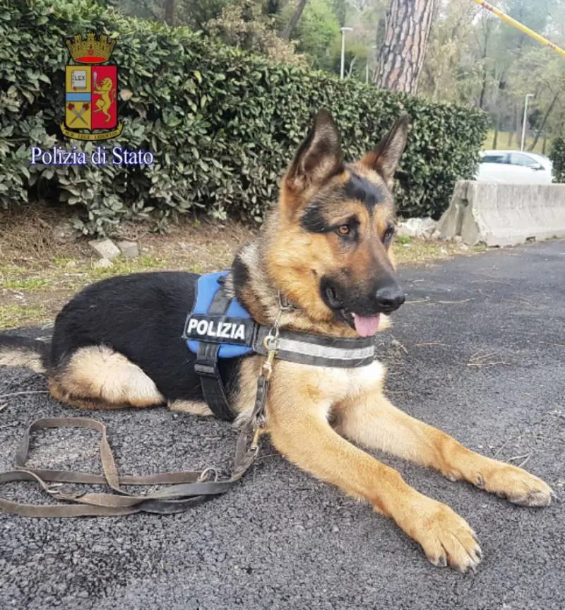 Ares, il cane randagio diventa poliziotto