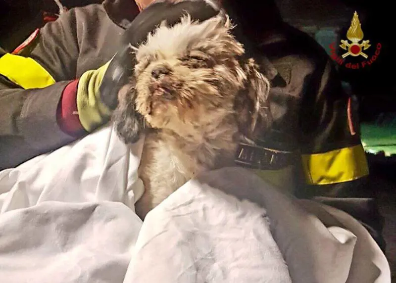 Rescaldina: cagnolino estratto vivo dalle macerie dopo 6 giorni