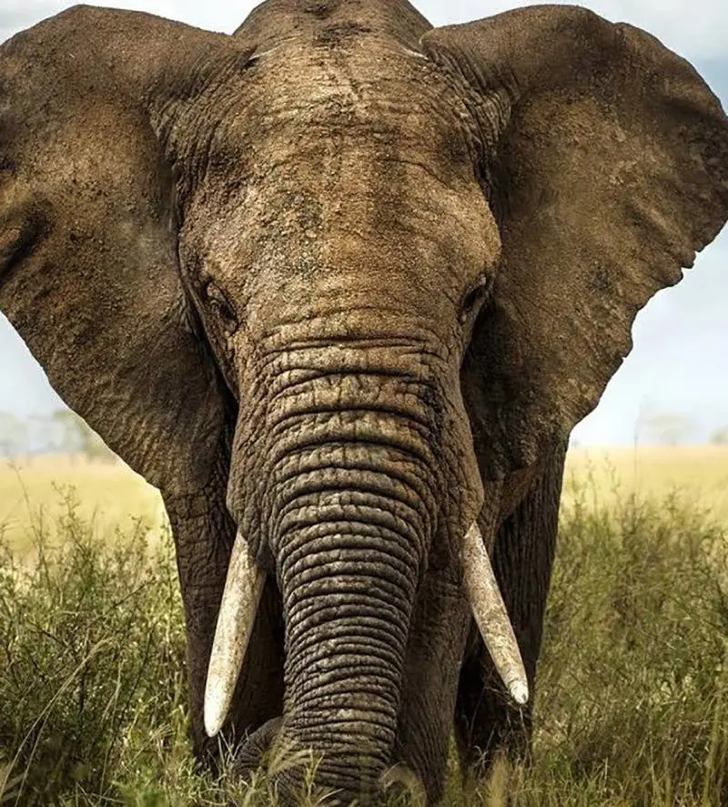 L'umanità degli animali Elefanti crocerossini lupi social, orche giocose