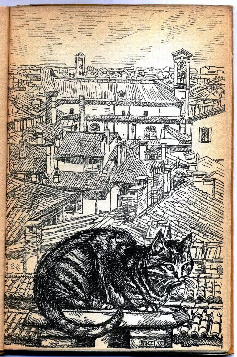 L'animale più bello? Naturalmente il gatto Referto di Rajberti