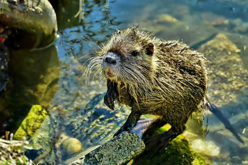 Troppe nutrie a Cremona. La proposta del sindaco: "Mangiamole"