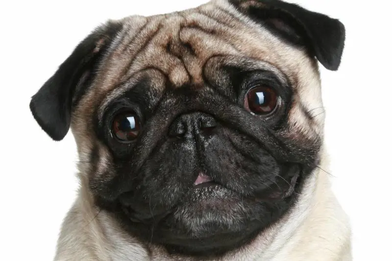 Un portale internet per aiutare i padroni degli animali
