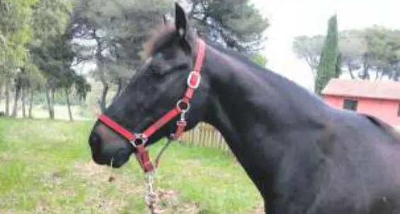 Così non muore "Italiano" campione delle piste salvato grazie ai social