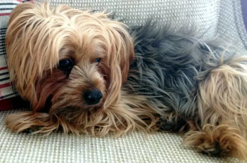 Spagna, anziano cade in un dirupo: salvo grazie al suo cagnolino