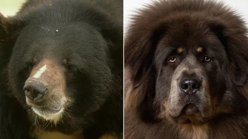 Compra un animale in vacanza: pensa sia un cane invece è un orso