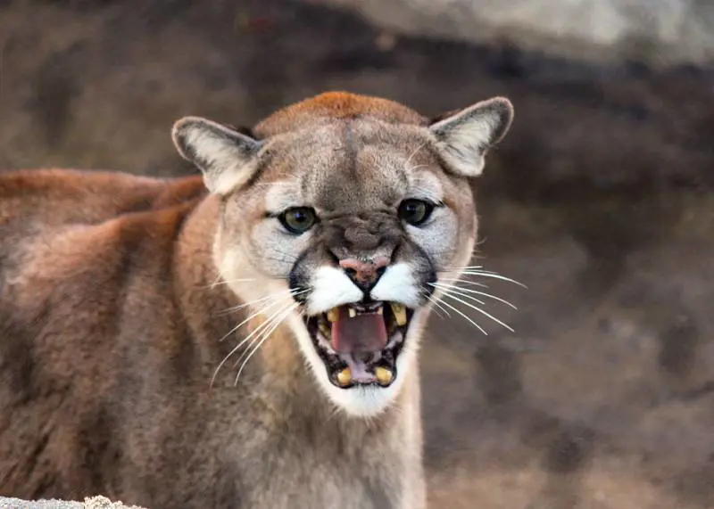 Usa, ciclista attaccato e sbranato da un puma