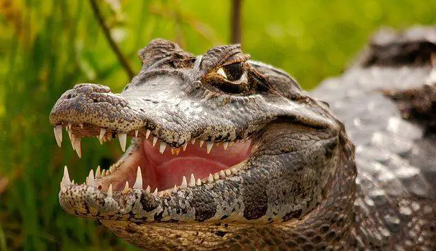 Quando il caimano diventa un animale domestico
