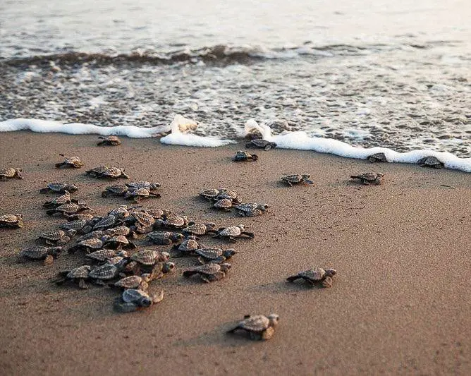 Per uomini e animali i ricordi sono un'eredità