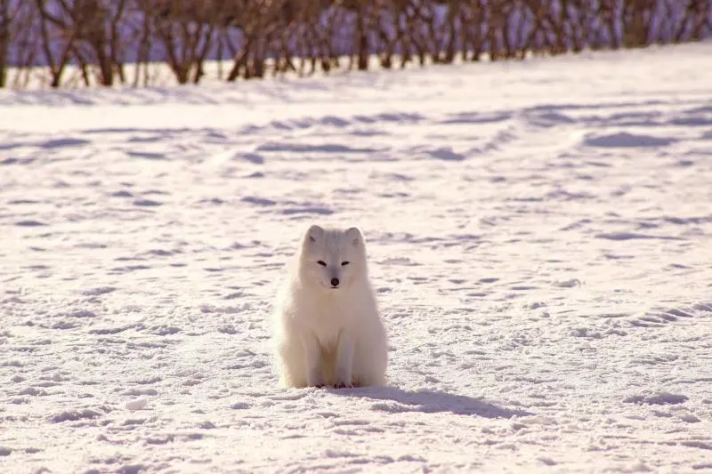 Gli animali bianchi moriranno per colpa dei cambiamenti climatici