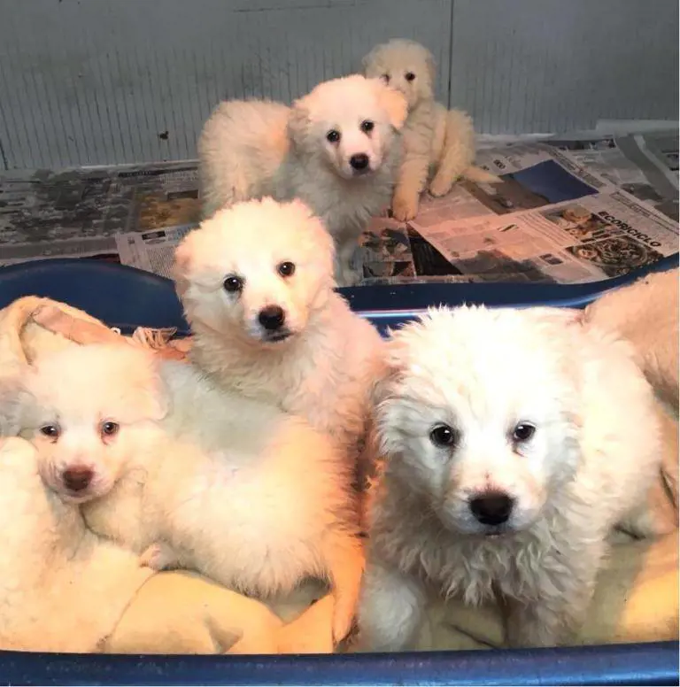 Cuccioli abbandonati: rischia l'arresto e 10mila euro di multa