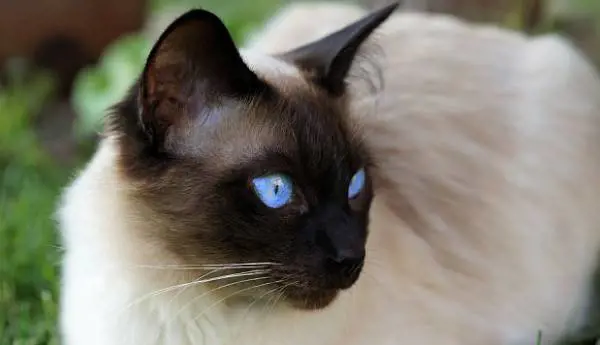 Teramo, gattino ucciso da proiettili esplosi dal fucile del vicino