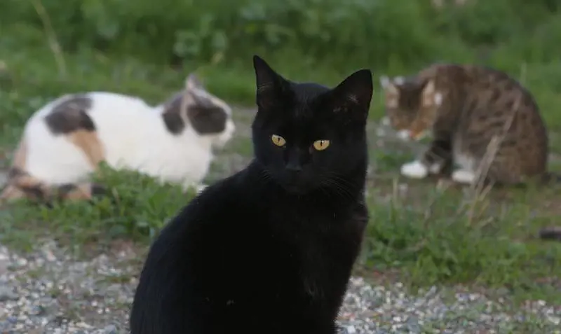 Il villaggio della Nuova Zelanda che vuole abolire i gatti