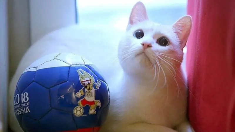 Russia 2018, è il gatto Achille il nuovo oracolo dei Mondiali