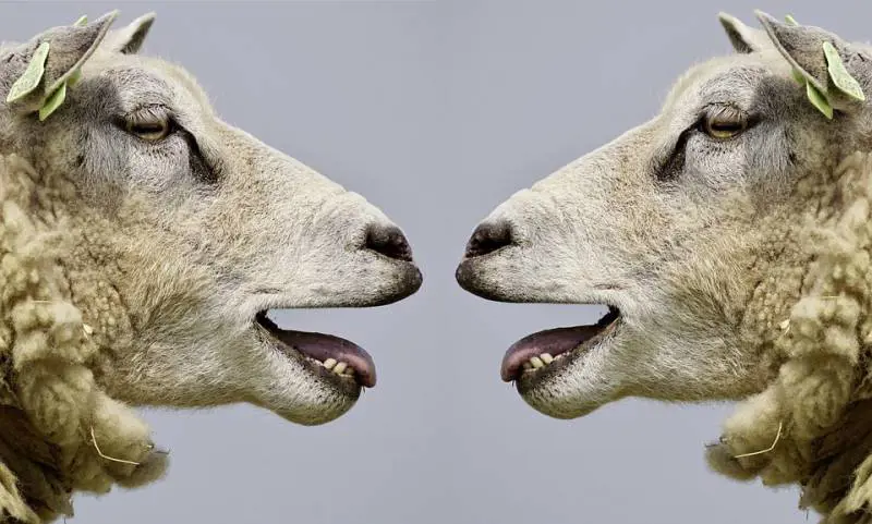 Così le pecore riconoscono la fotografia del loro pastore