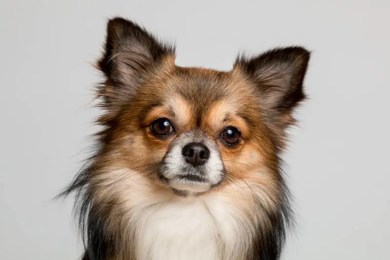 Marito accusa la moglie: "Ami i cani più di me". E li lancia giù dal balcone