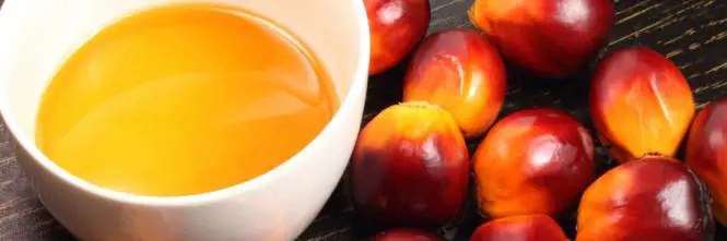 Iucn: "L'olio di palma decima le specie, ma vietarlo è inutile"