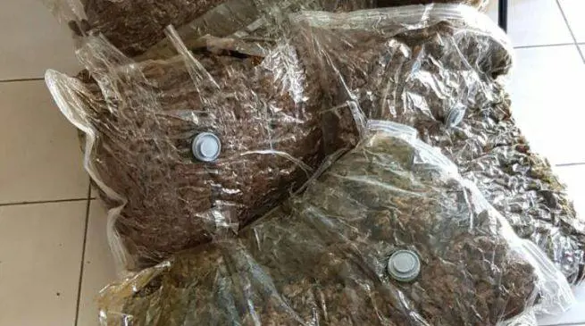 Ostuni, trovati 34 chili di marijuana sulla costa