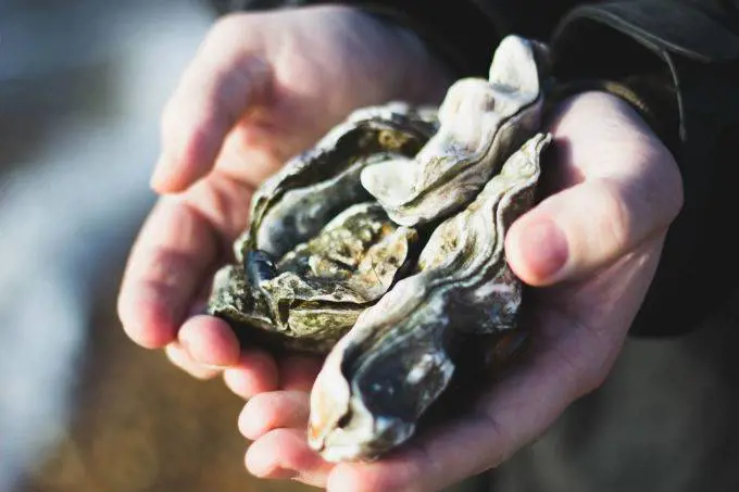 Gusci di cozze e ostriche per difendersi dagli uragani