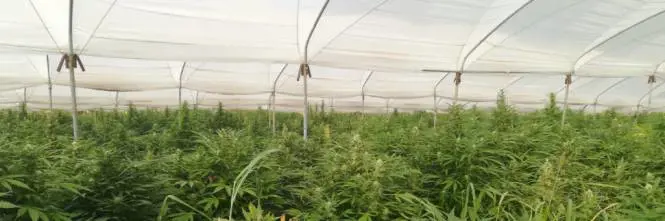 Scoperta piantagione di marijuana: vale 1 milione