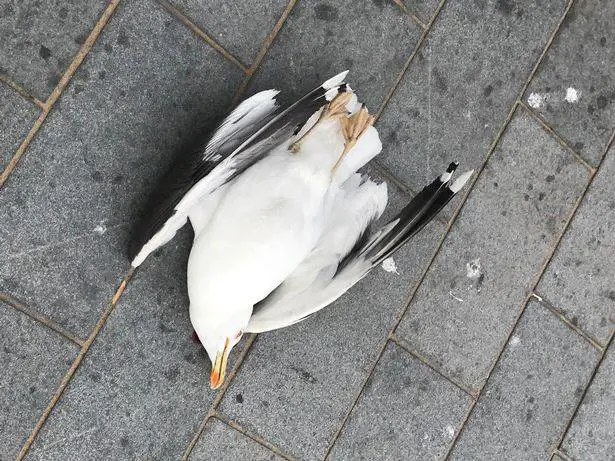 Gabbiano gli ruba una patatina, lui lo uccide davanti agli occhi dei bambini