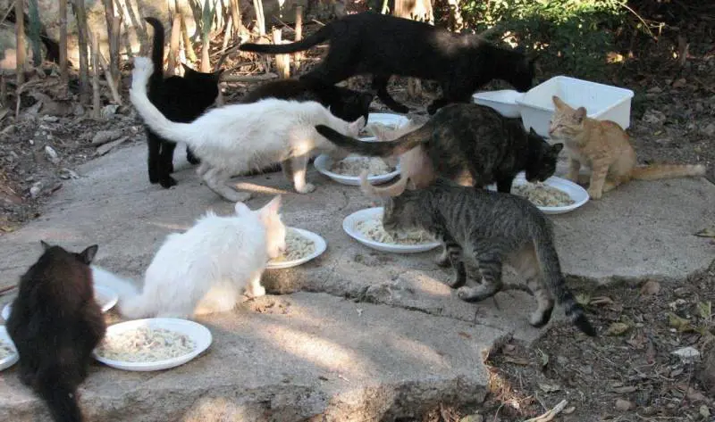 A Washington arriva il censimento felino I gatti saranno spiati dal «Grande Fratello»