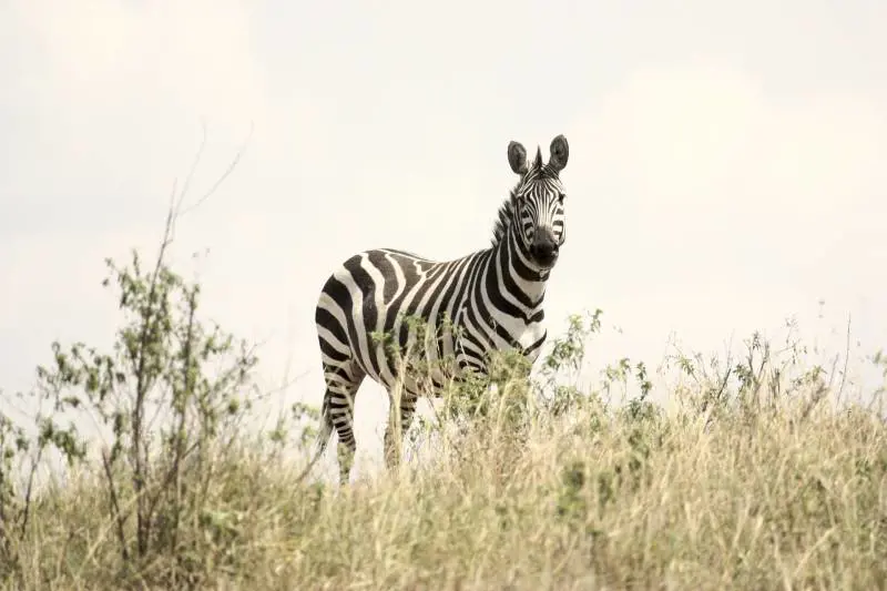 Zoo dipinge degli asini per spacciarli come zebre