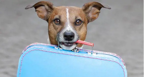 Il cane sta male in vacanza: per le cure torna a Mosca su jet privato