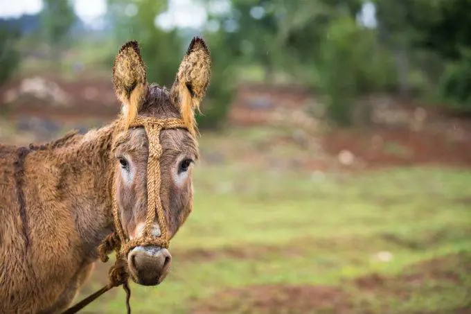 Il somaro? Non è un asino. E il passero è un mangione