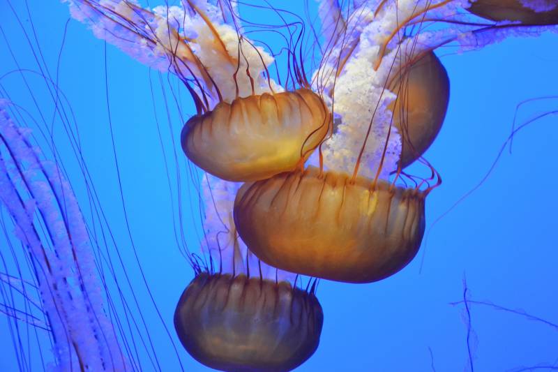 Allarme meduse nei mari italiani: ecco le 3 specie da cui stare alla larga quest’estate