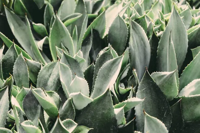Combattere il caldo con gli integratori naturali