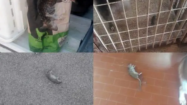 Manfredonia, nel canile il sospetto che ci siano più topi che cani