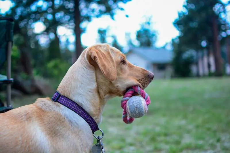 Va a funghi in moto, cade in un dirupo e muore: i cani lo vegliano e danno l'allarme