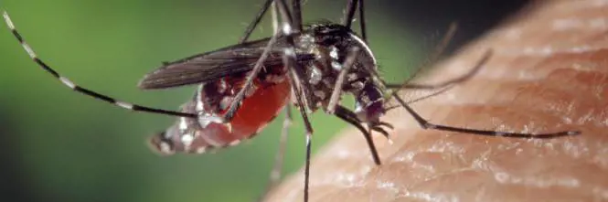 West Nile, cos'è e quali sono i sintomi