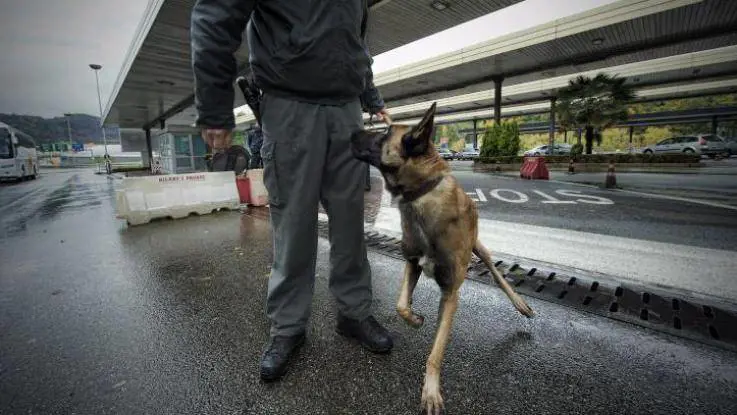 Jecky e Johnny, i cani dal fiuto infallibile: scoperti 120 kg di droga