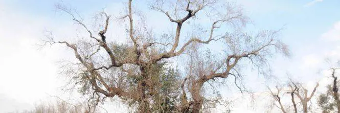 Xylella, l'acquisto di una serra per la ricerca