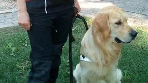 Buddy, ti hanno tradito. Muore avvelenato il cane salva-uomini