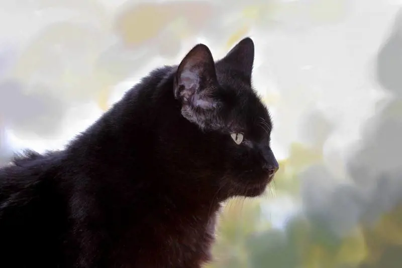 Gatto nero batte suora 1-0. Entrambi illesi