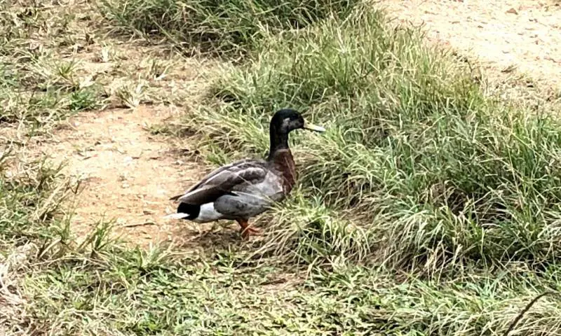 Trevor, l'anatra solitaria adottata da un'intera isola