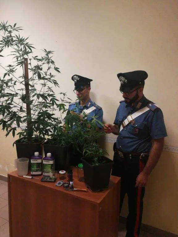 Quella coppia che coltivava marijuana nella mini serra di casa