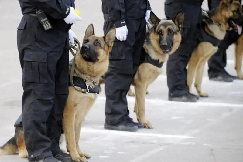 Monza, consigliere Pd critica il nome "fascista" del cane poliziotto