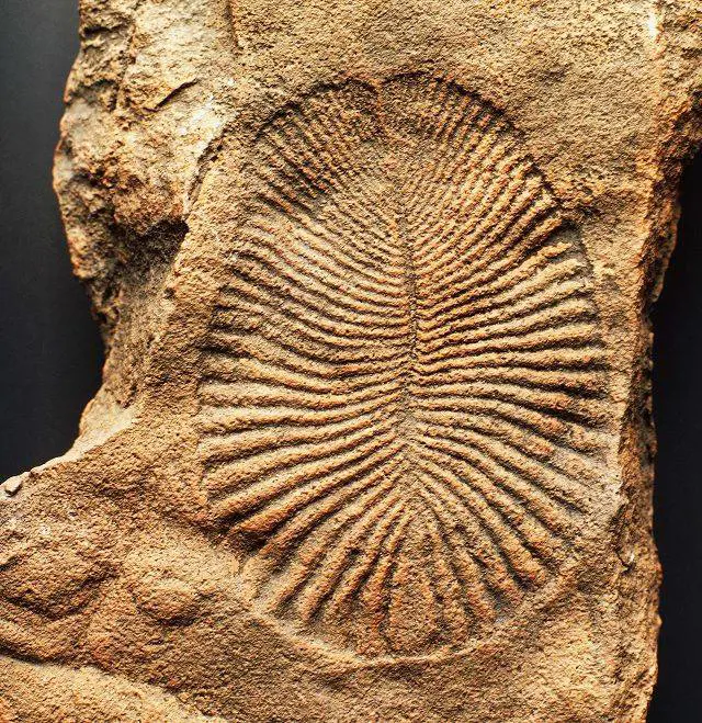 Dickinsonia, ecco l'animale più antico del mondo