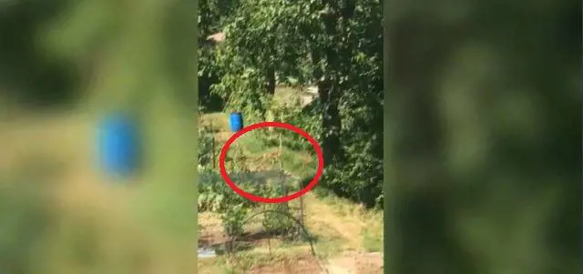 "Maestra, c'è un grosso puma". Paura in città per felino affamato
