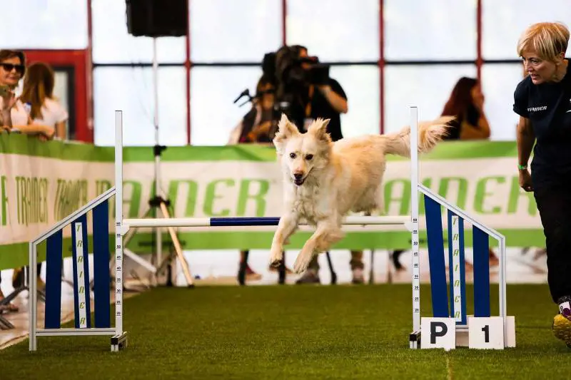 Un weekend da cani: passerella a 4 zampe tra giochi e salvataggi