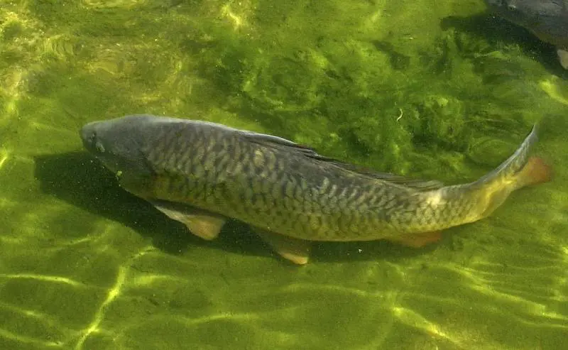 Condannati per furto di carpe. Dopo quattro anni