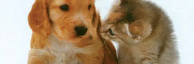 Condominio: come funziona se vuoi avere un cane in casa