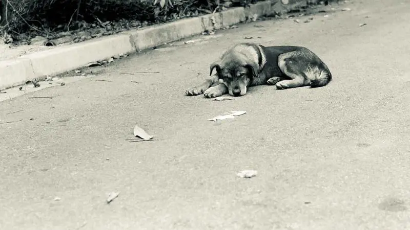 Multata dai vigili per aver salvato un cane
