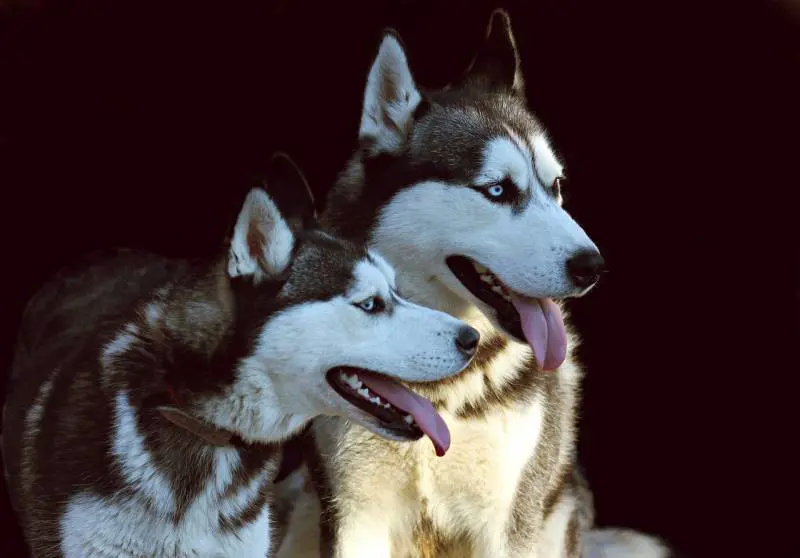 Perché gli Husky hanno gli occhi azzurri: lo studio