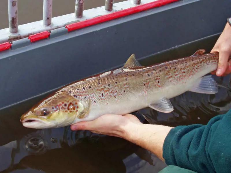 Il terribile virus dei salmoni: che cosa accade
