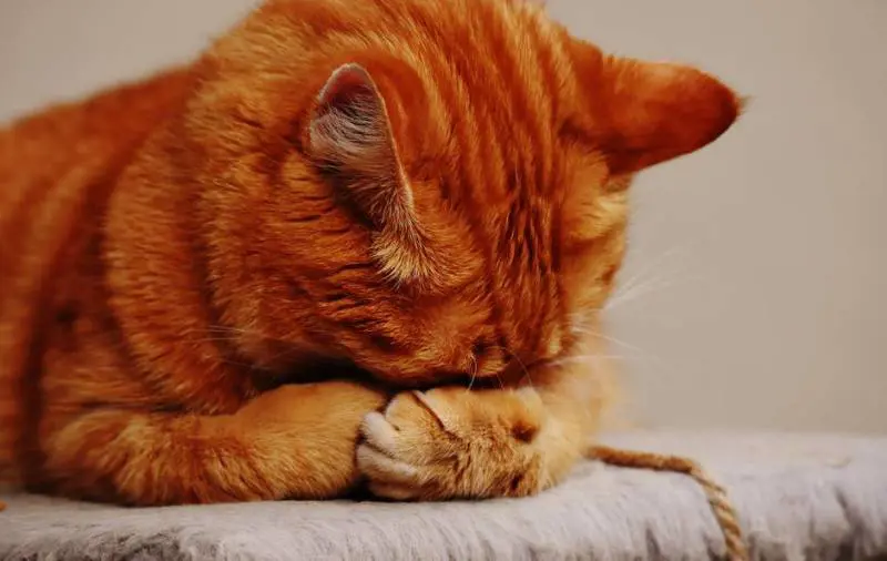 I gatti elisir per il cuore e l’umore